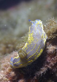 Udibranco su relitto (Elba 2004) macro 60mm .Strobe ikeli... by Gazzaroli Claudio 